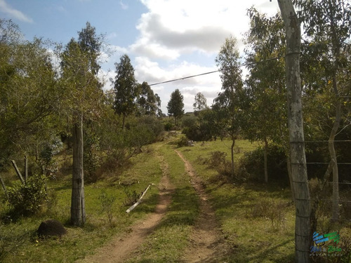Imagen 15 de 24 de 5 Has Con Casa En Carape A Minutos De P. Edén Y Punta - Zona Rural Zona Rural