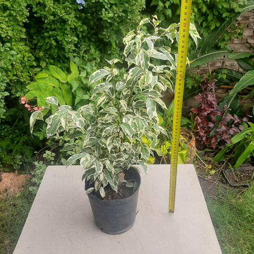Imagen 3 de 4 de Planta Ficus Benjamina