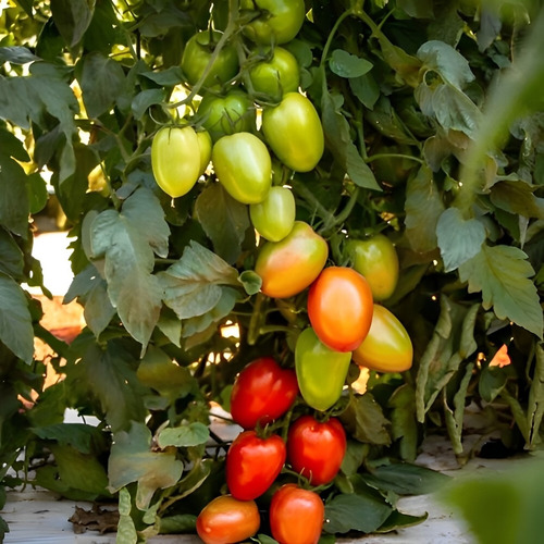 Semente De Tomate Híbrido Caniati - 1.000 Sementes