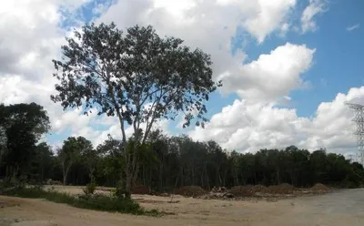 Terreno en renta