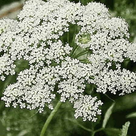 50 Semillas De Ammi  Majus Apio Cimarrón