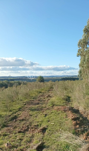 Campo Venta Forestal Lavalleja Parque Salus Minas