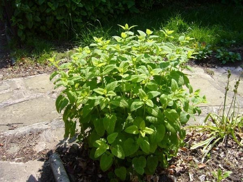 Planta Melisa (aromática Y Medicinal)