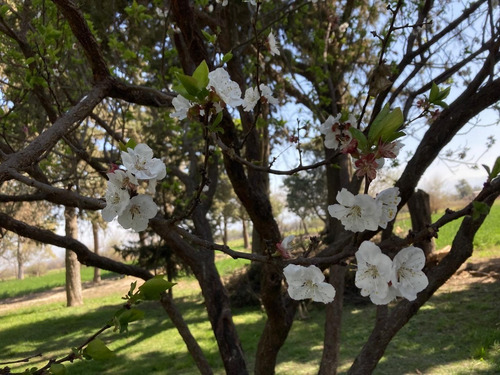 Campo Con Casa-galpones-riego-plantacion Trufas-corrales-maquinaria-muebles-oportunidad Única Para Invertir! Venta A Tranquera Cerrada.