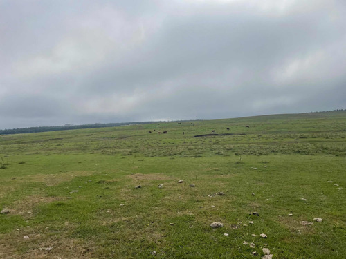 Imagen 5 de 21 de 270 Hectareas Ganaderas A 28 Km De Minas 3300 Dólares La Hec