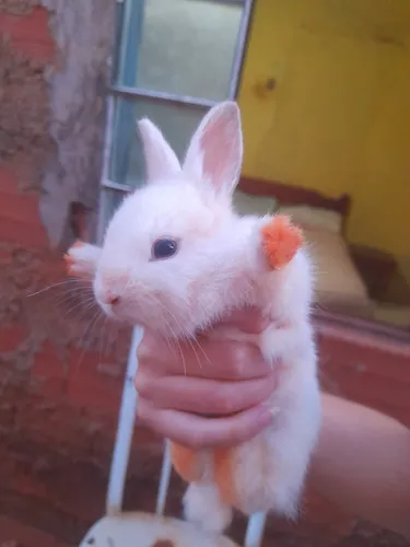 Animais Exótico - Coelho Nova Zelândia