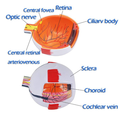 Modelo Anatomía Ojo Humano Modelo De Globo Ocular Ampliado 6
