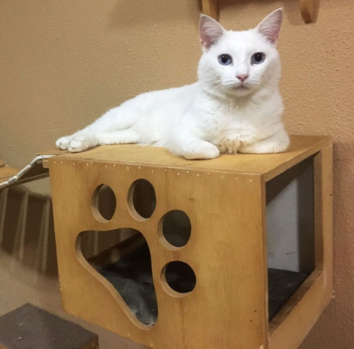 Imagem 1 de 4 de Nicho Toca Casinha Para Gatos Envernizado Ou Pintado