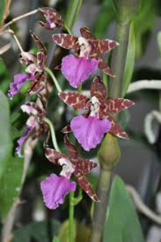 Orquideas Oncidium Madera 11x11 Natural 5-8 Pseudobulbos Wii