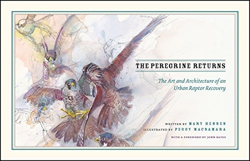 The Peregrine Returns The Art And Architecture Of An Urban R