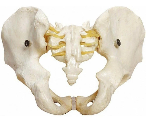 Esqueleto Pelvico Masculino Modelo Anatômico Para Estudo