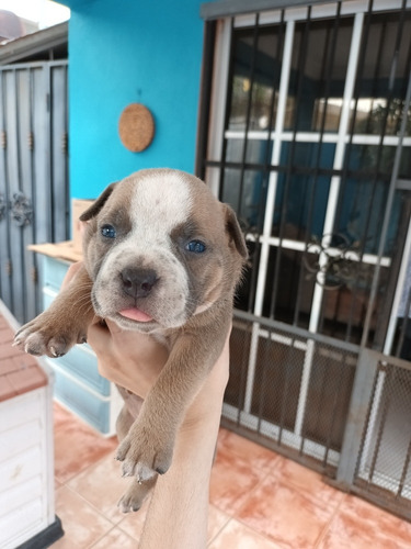 Imagen 8 de 9 de American Bully Pockets Con Pedigree
