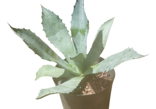 Muda De Agave Azul