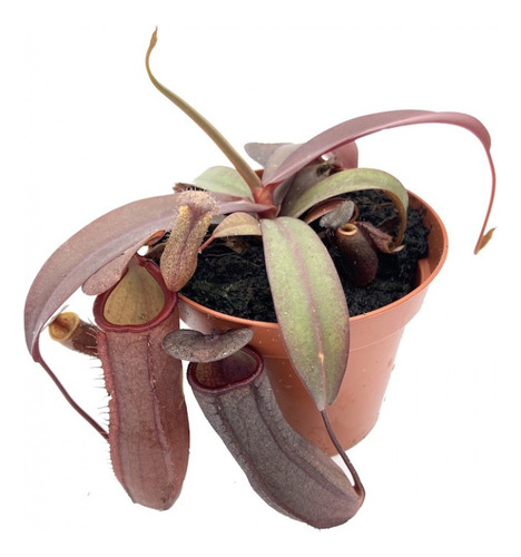 Plantas Carnívoras: Nepenthes Rebecca Soper