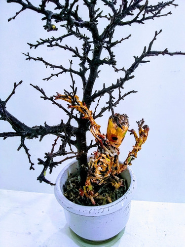 Imagen 2 de 3 de Artesania De Madera Fina Groot