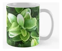 Comprar Taza Plantas Plantas Plantas Plantas Cactus Naturaleza Flore