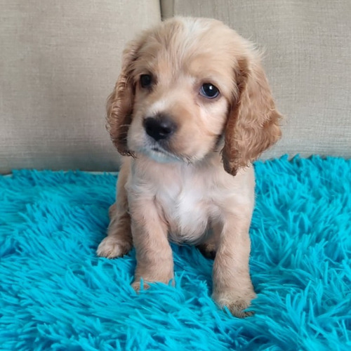 Cachorros Cocker Spaniel 