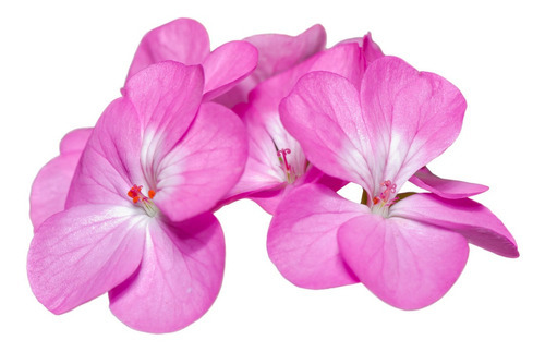 Aceite Esencial Geranio Puro Cosmética Natural Bioterra Tipo de piel Todas