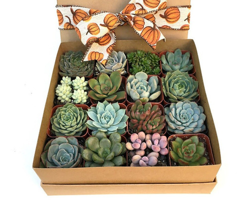 Imagen 4 de 5 de Box Regalos Personalizados Plantas Toda Ocasión