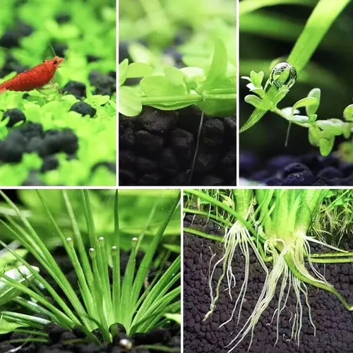 Cay aqua soil hot sale