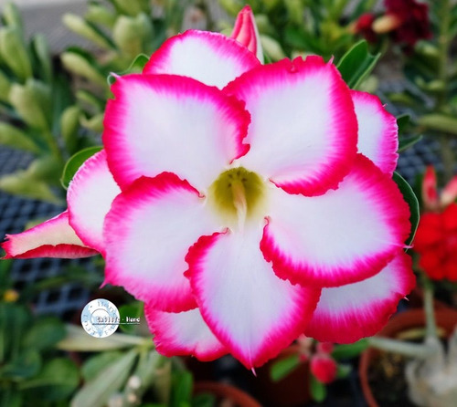 Kit 60 Sementes Rosas Do Deserto E Raras P Mudas Em Jardim