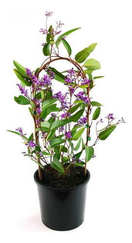 Hardenbergia Violácea , Trepadora Flores Violetas !