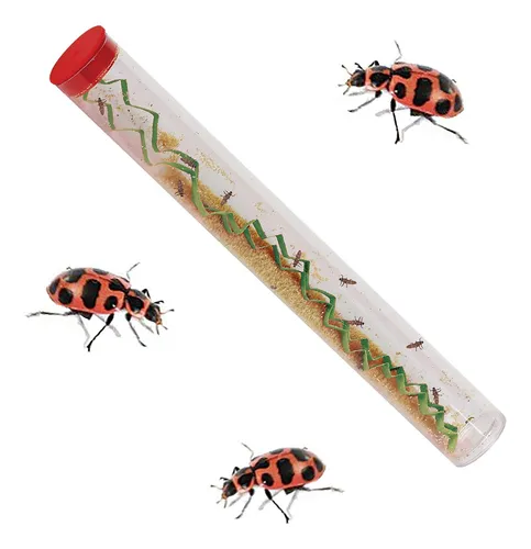 Kit De Cultivo De Mariquitas Insect Lore Ladybug Land Con 10