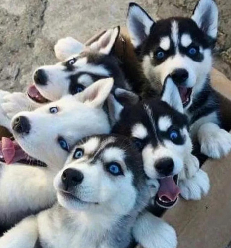 Cachorros Siberianos Husky Hermosos