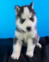 Comprar Cachorros De Raza Grande Siberiano Huksy Ojos Azules