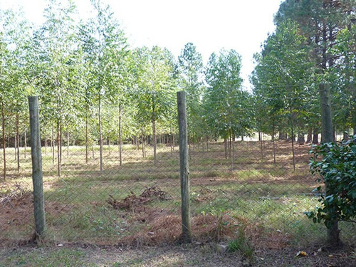 Imagen 1 de 7 de Forestación Eucaliptus En Concordia