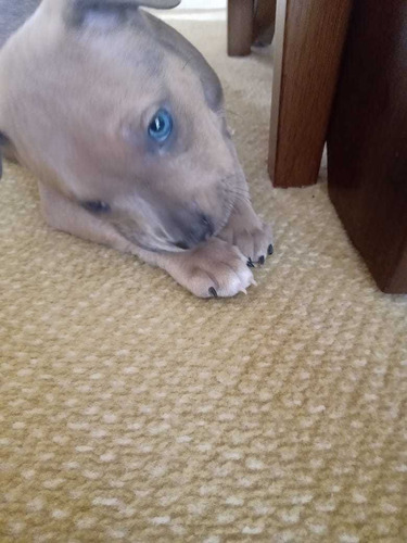 Imagem 4 de 5 de Estou Vendendo Esse Cachorro Pitbull Puro Valor De R$ 1000