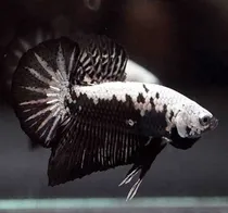 Comprar Peixe Betta Plakat Samurai Black Macho (linhagem Pura)