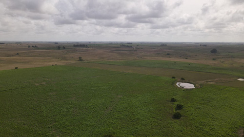 Campo En Venta De 150 Ha Agrícola Ganadero En Florida (ref: Atm-7901)