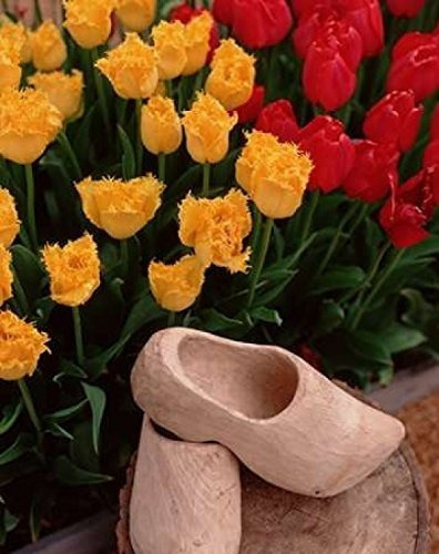 Impresion De Poster De Tulipanes De Zapatos De Madera Por