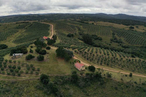 Imagen 4 de 30 de Campo Ovicola En Garzon - 212 Hectareas