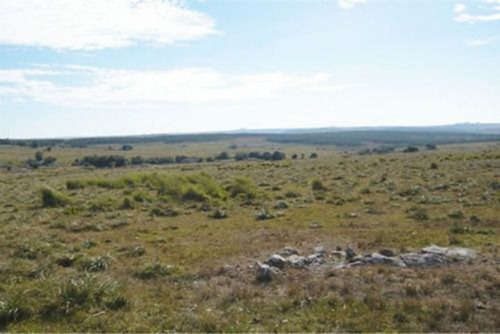 Campo Ideal Forestal En Lavalleja Ref. 381