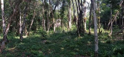 Imagem 6 de 6 de Terreno De Chácara Com Container, Itanhaém/sp