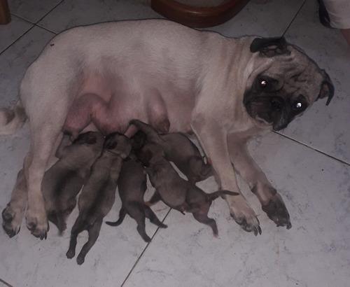 Cachorros Pugg Recién Nacidos
