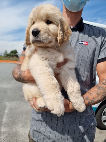 Filhotes De Golden Retriever Com Pedigree