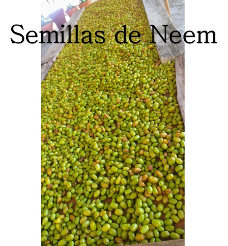 1 Lt Jabón Potásico+1 Aceite De Neem Puro+1 Tierra Diatomeas