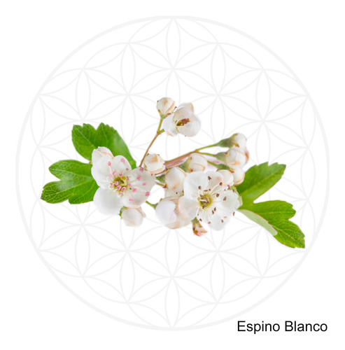 Microdosis De Espino Blanco