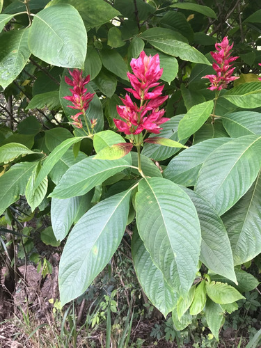Megaskepasma (manto Rojo). Exotica E Ideal Para Colibríes!