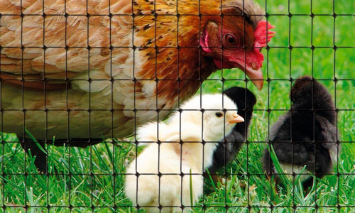 Imagen 4 de 4 de Malla Gallinero Y Antipájaros