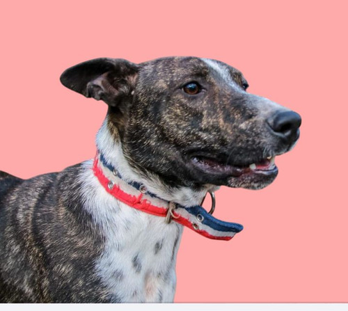Hugo Mix De Bull Terrier Atigrado Bellísimo,, Adopcion