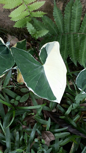 Xanthosoma Atrovirens - Orelha De Elefante / Taiá Variegado