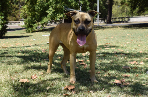 American Pit Bull Terrier (drago D.m.d & Sakura L.t )