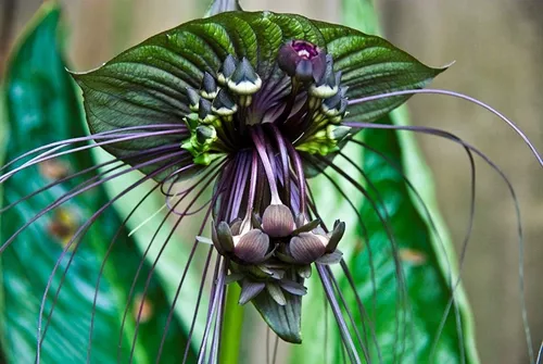 Sementes Orquidea Negra Tacca Chantrieri Flor Morcego Mudas