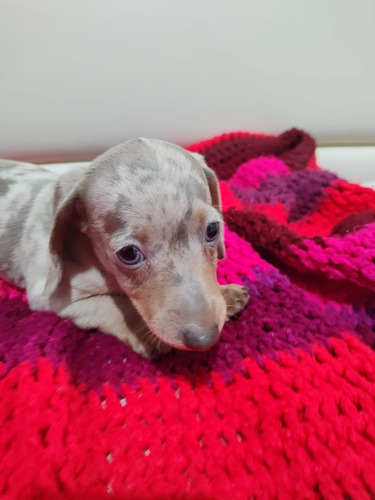 Cachorro Salchicha Arlequín Isabella Arlequín Isabella