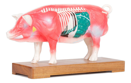 Modelo Chancho Acupuntura