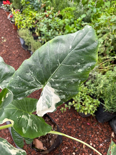 Planta Alocasia Variegada